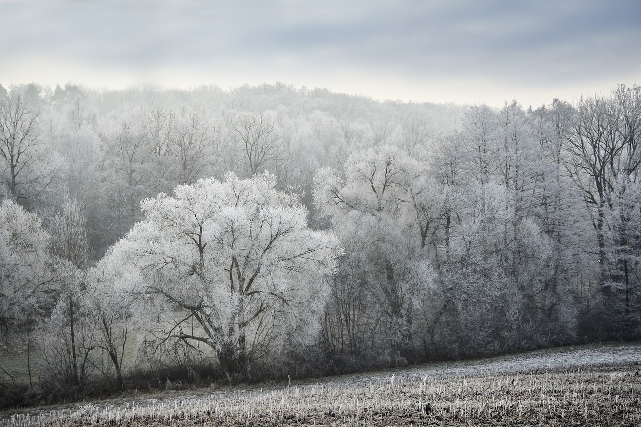 winter frost wintry free photo