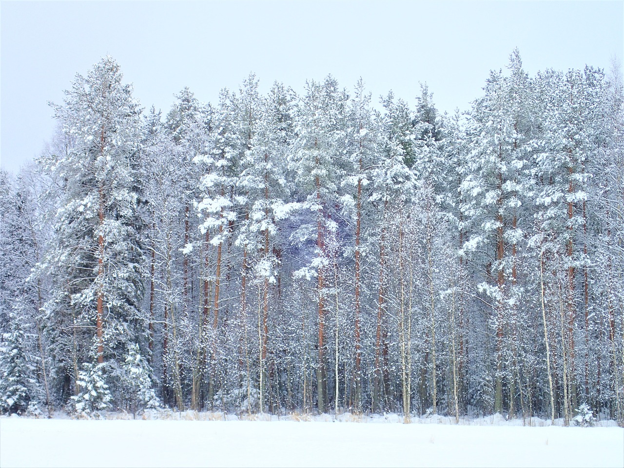 winter forest finnish free photo