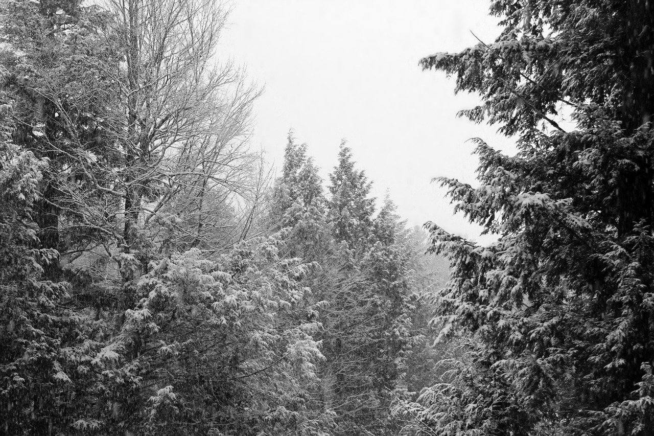 winter trees sky white free photo