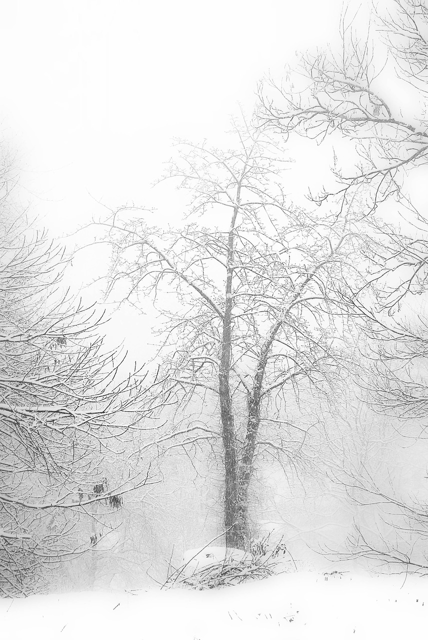 winter snow tree free photo