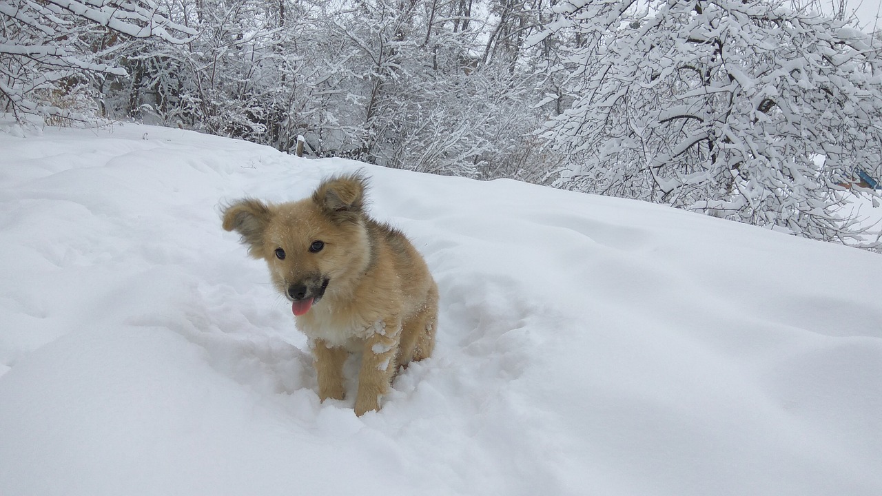 winter snow nature free photo