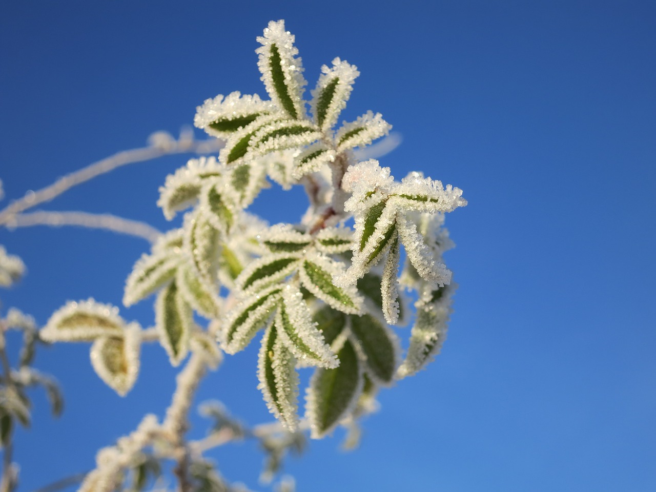 winter frost nature free photo