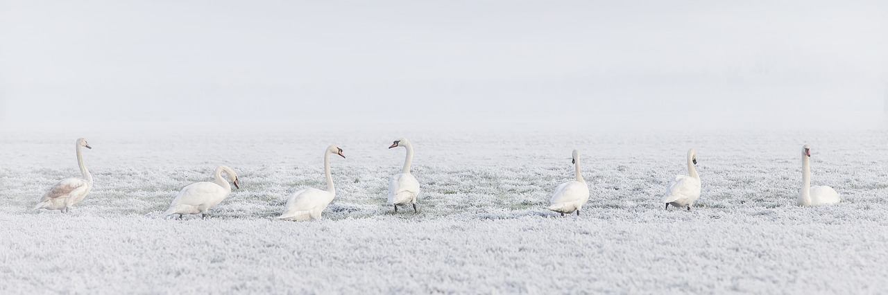 winter swans swan free photo