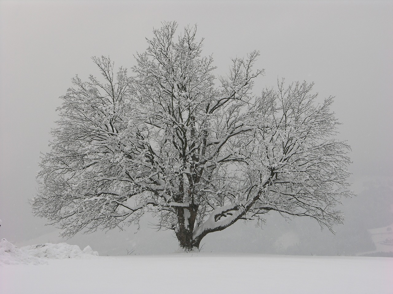 winter tree wintry free photo