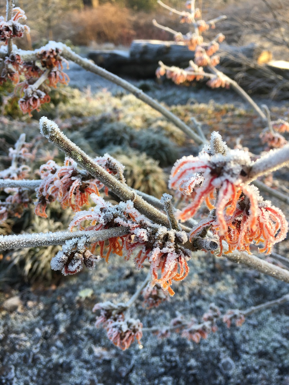 winter frost nature free photo