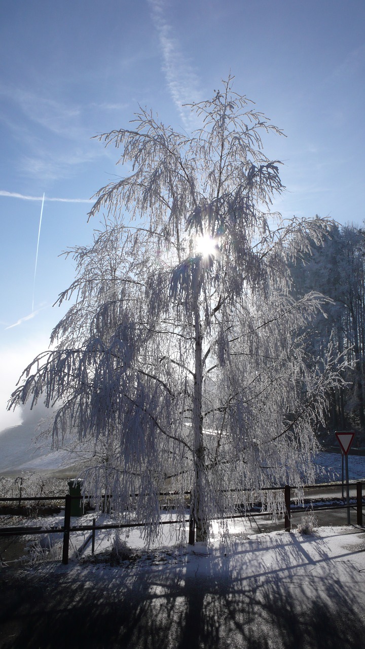 winter tree gel free photo