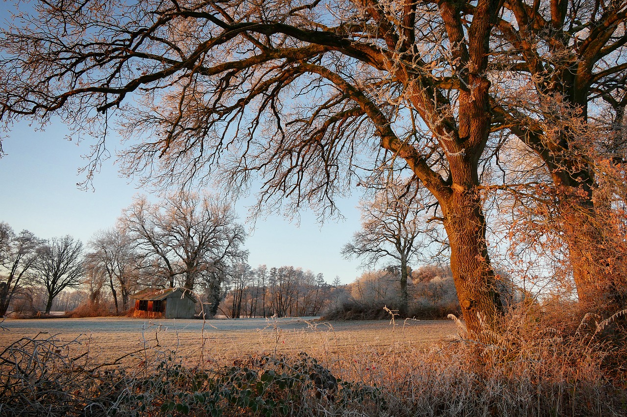 winter trees sunrise free photo