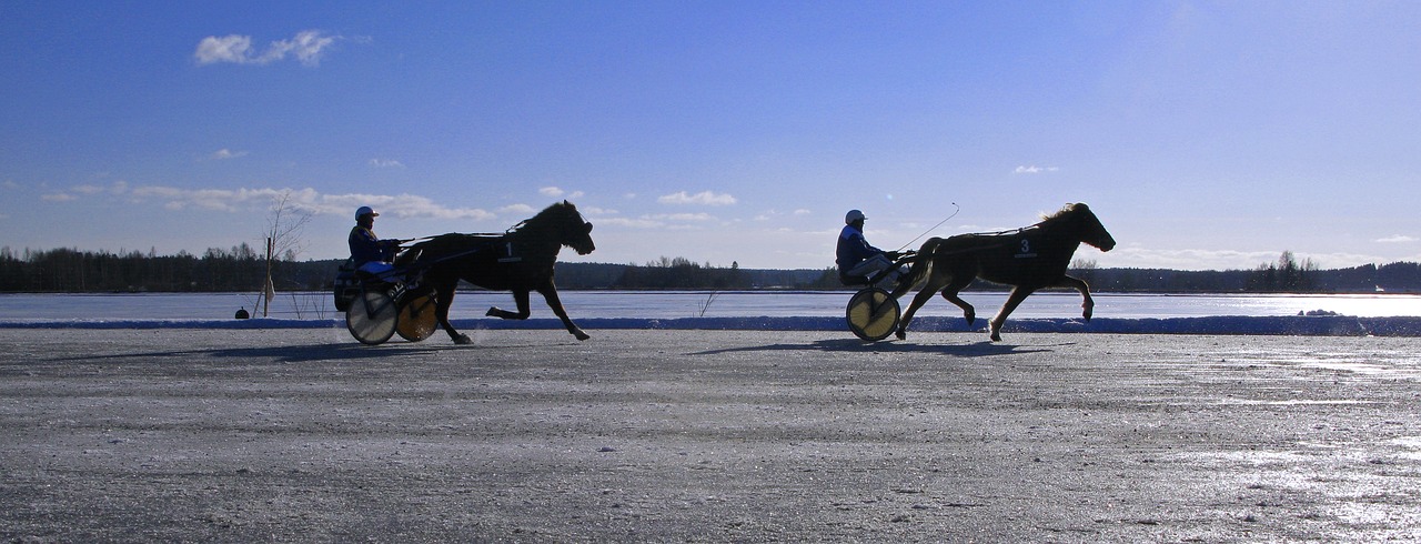 winter horse trotting free photo