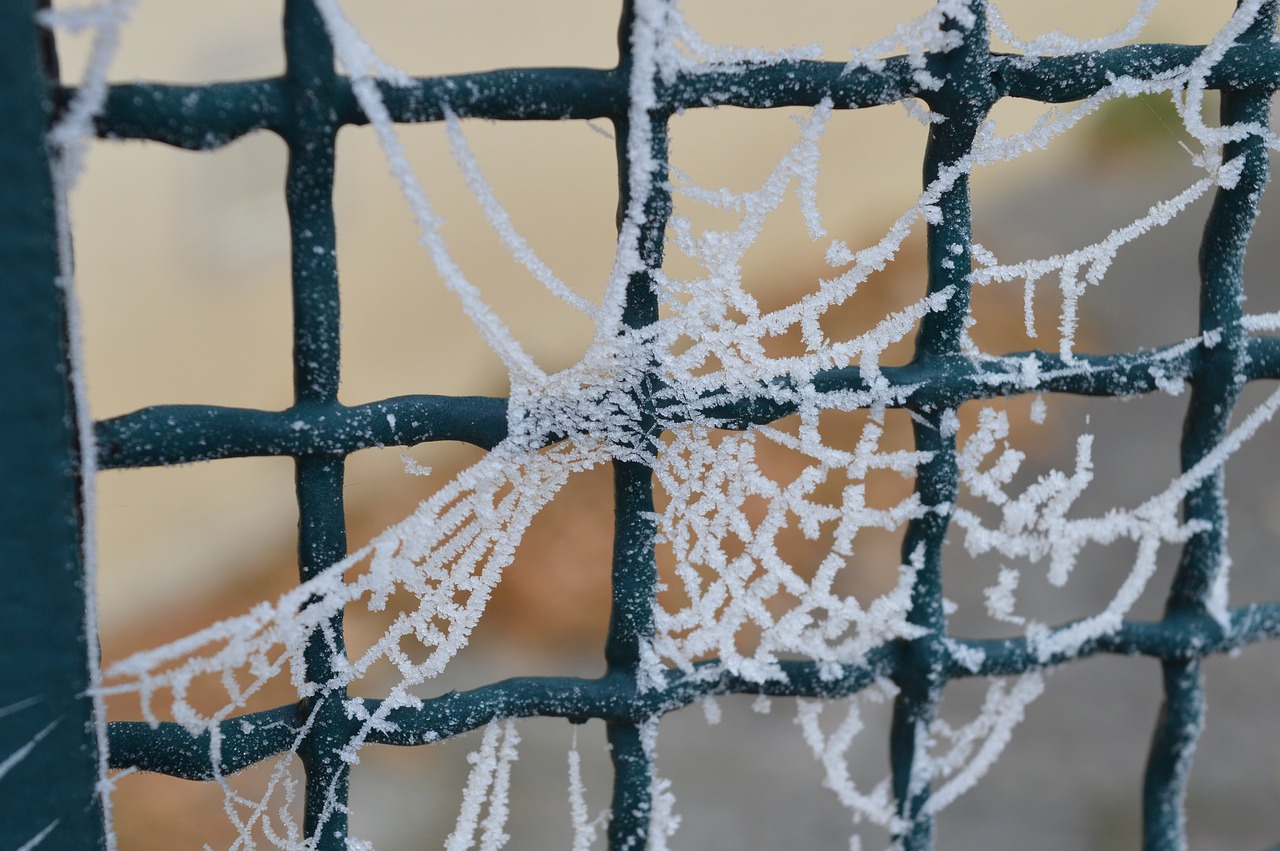 winter gel spider web free photo