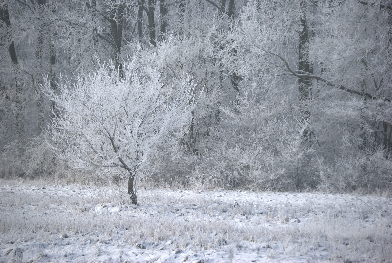 winter ice frost free photo