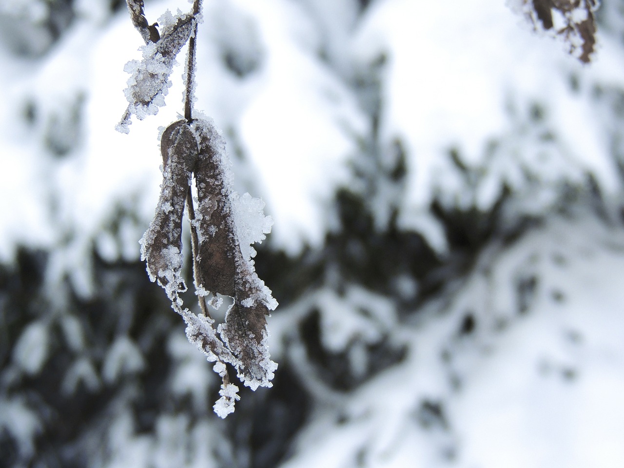 winter snow frost free photo