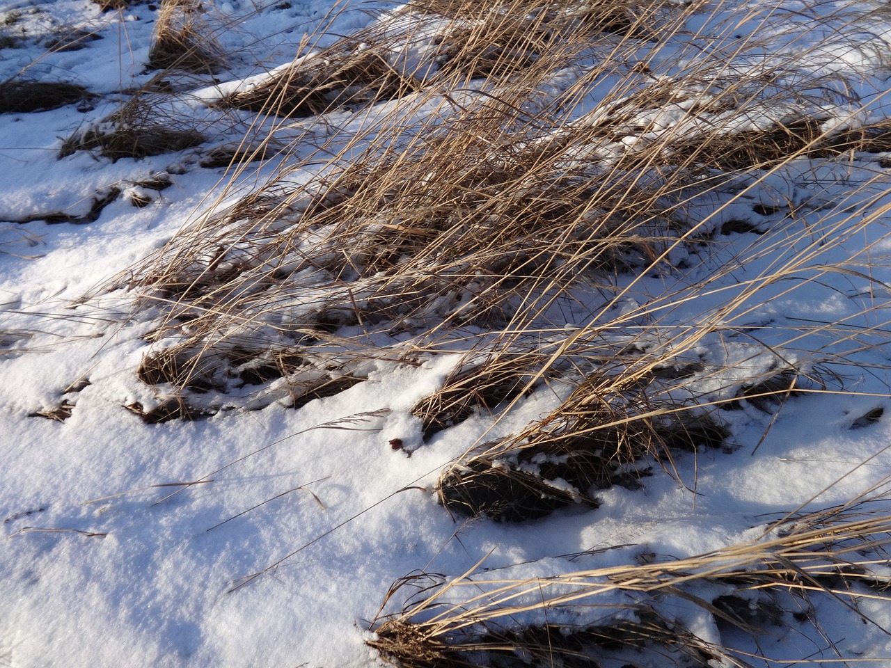 Сухая трава под снегом