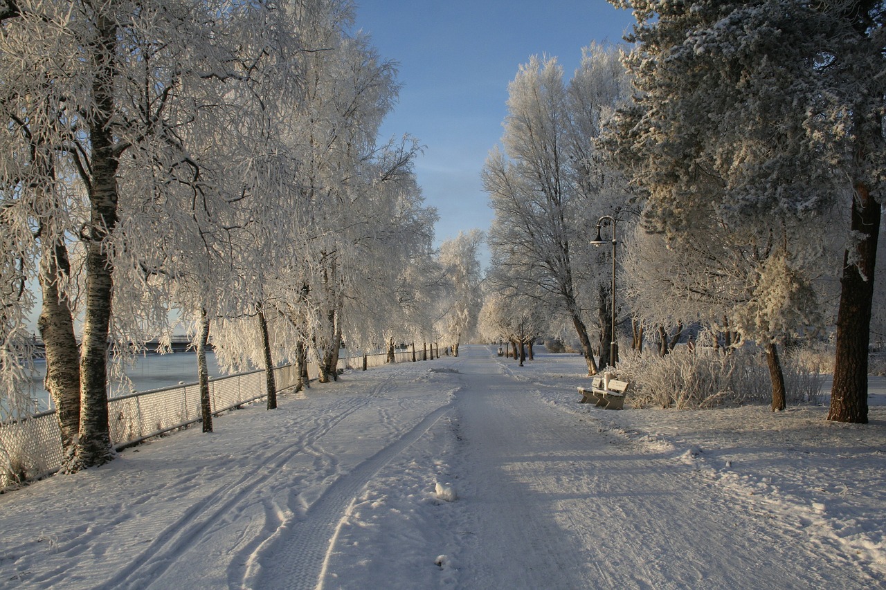 winter snow trees free photo