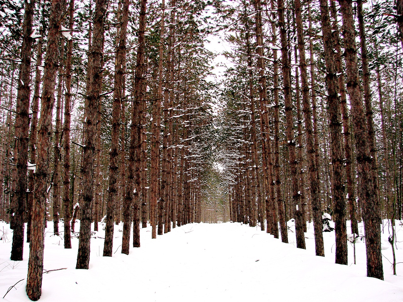 winter forest snow free photo