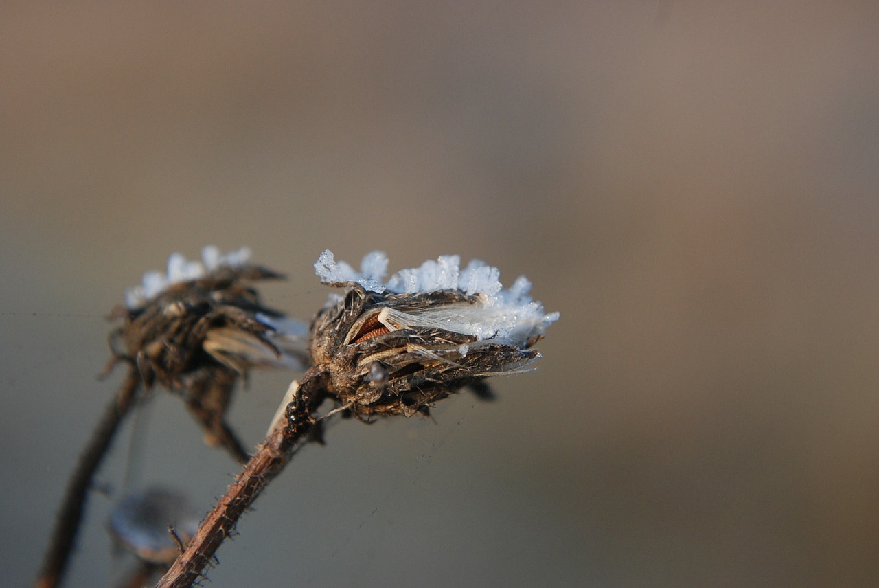 winter plant snow free photo