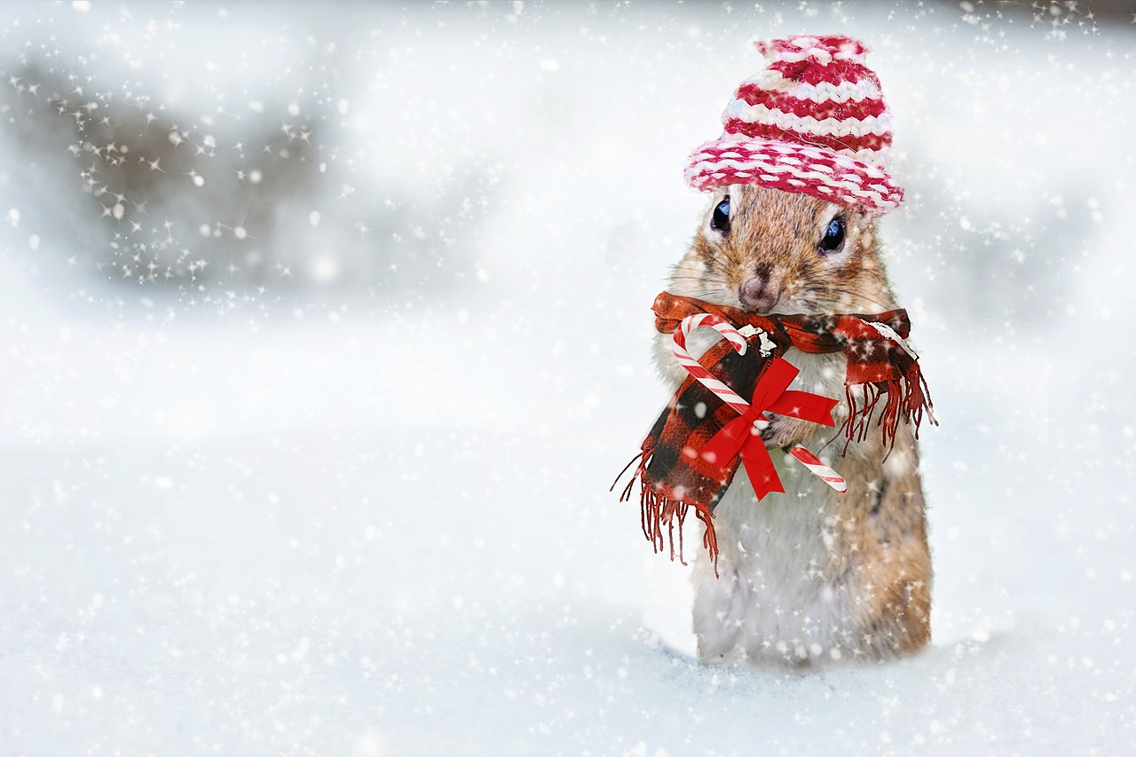 winter chipmunk knit hat free photo