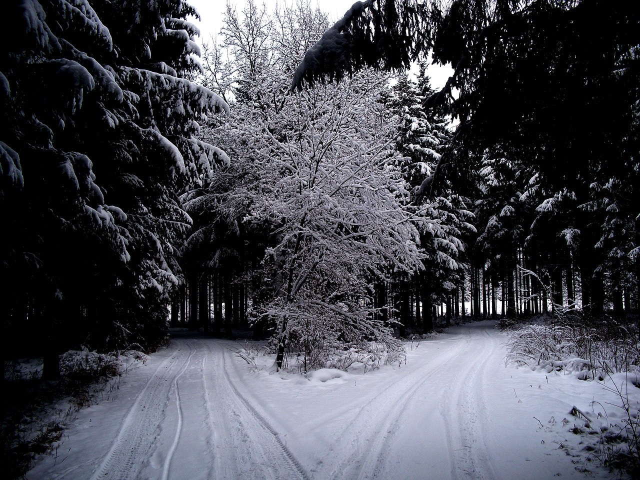 winter winter forest snow free photo