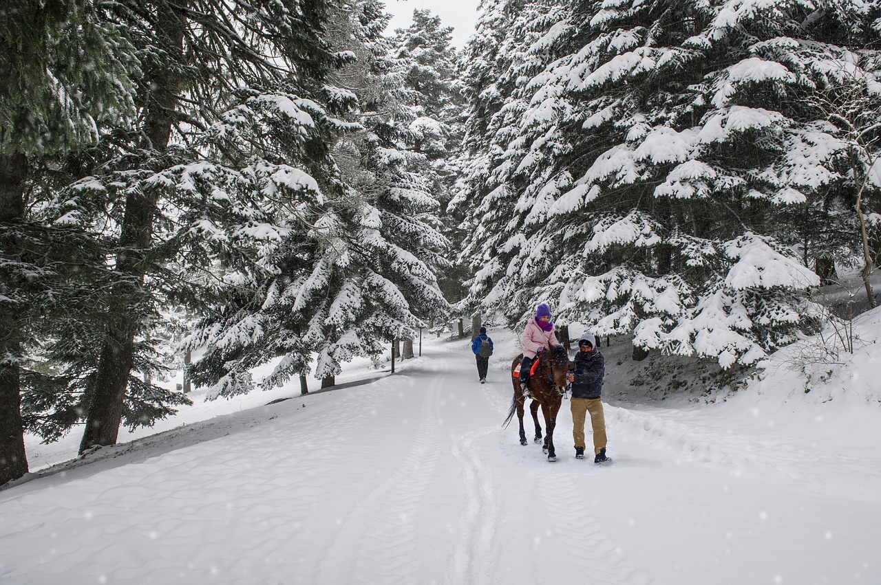 winter horse snow free photo