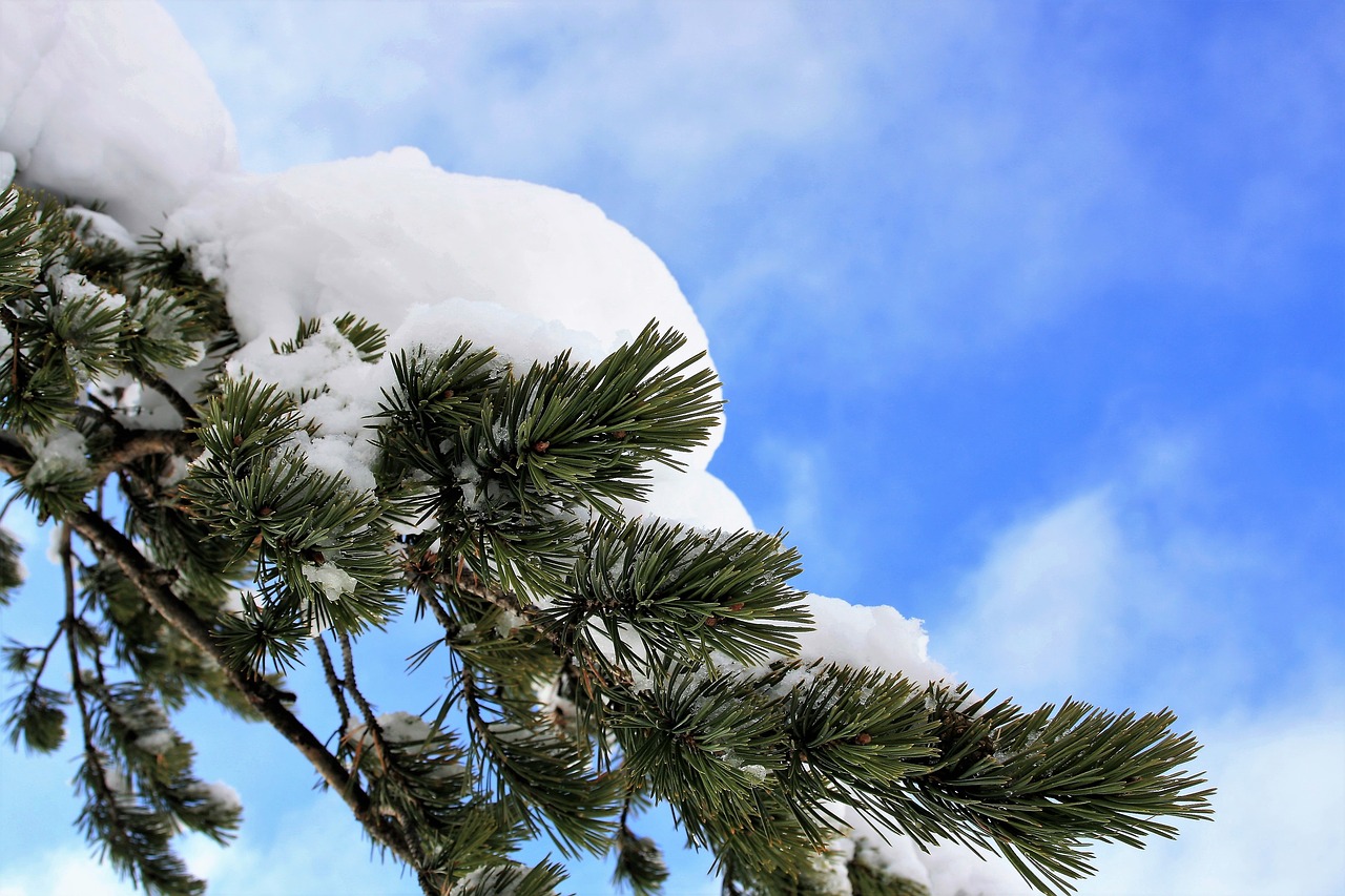 winter christmas tree pine free photo