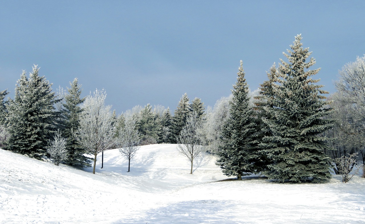 winter evergreen trees free photo