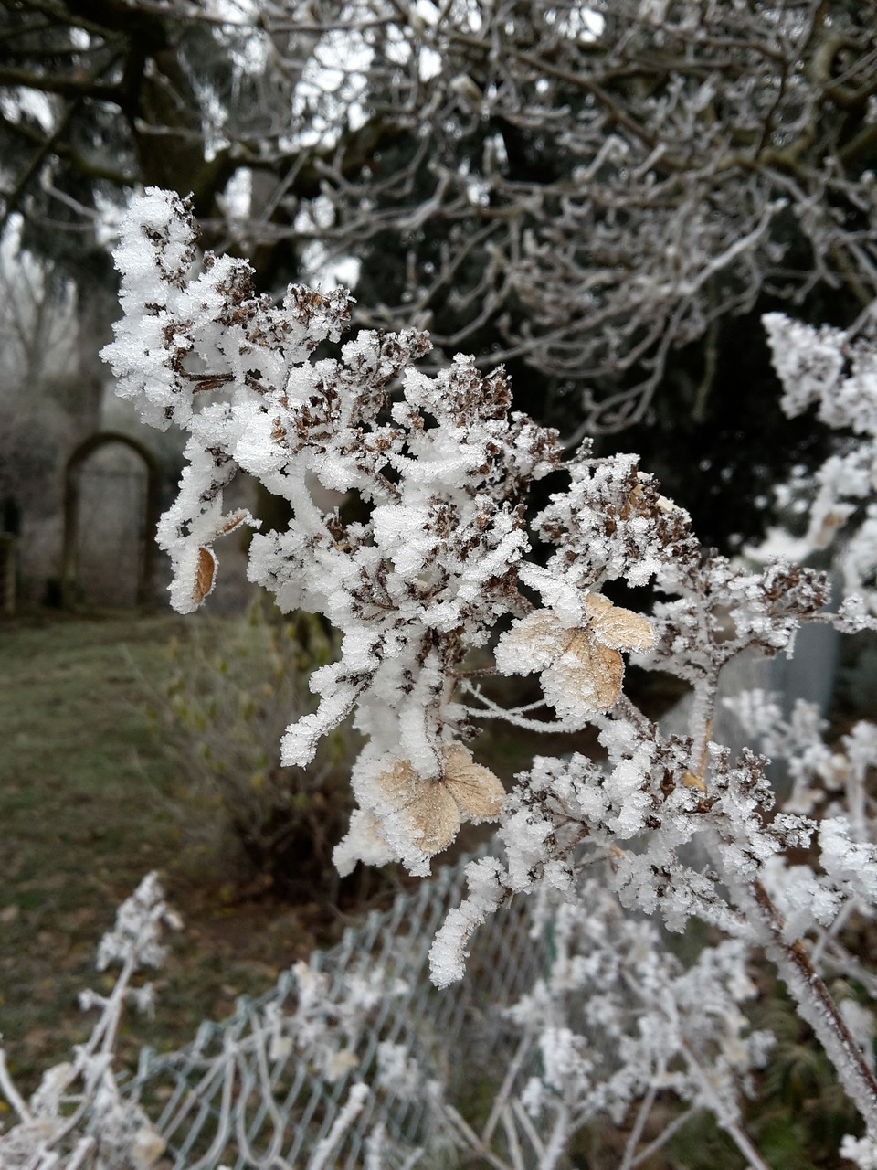 winter plant hoarfrost free photo