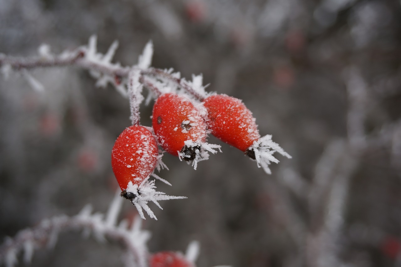 winter ice rose hip free photo