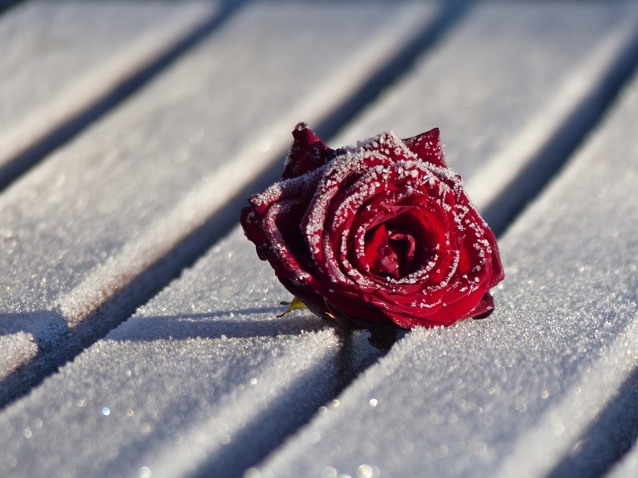 winter rose flower free photo