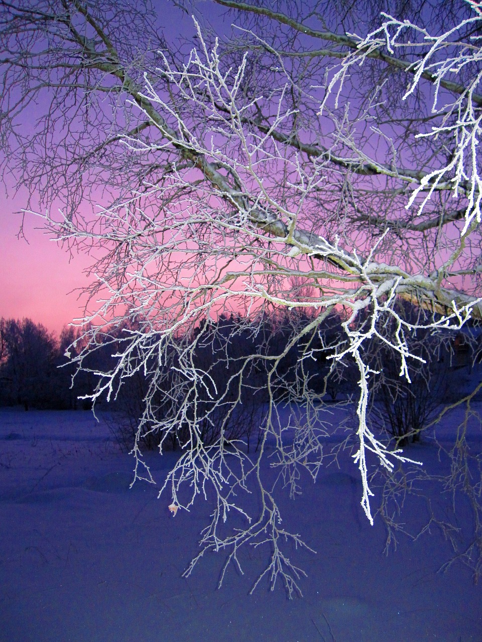 winter branch tree free photo