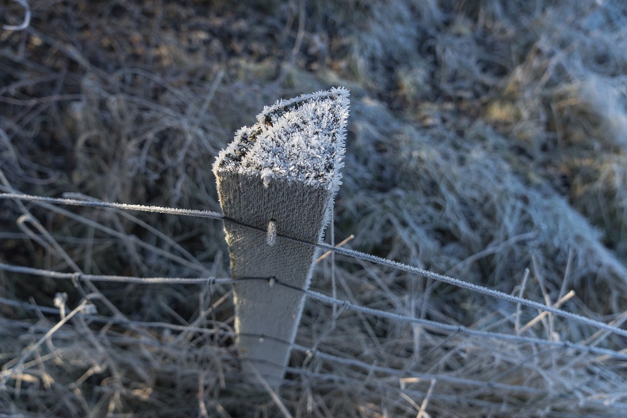 winter frost wintry free photo