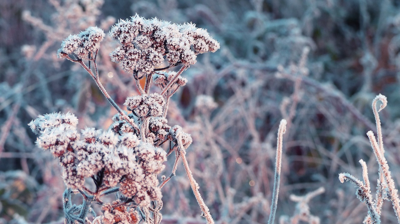 winter frost branch free photo