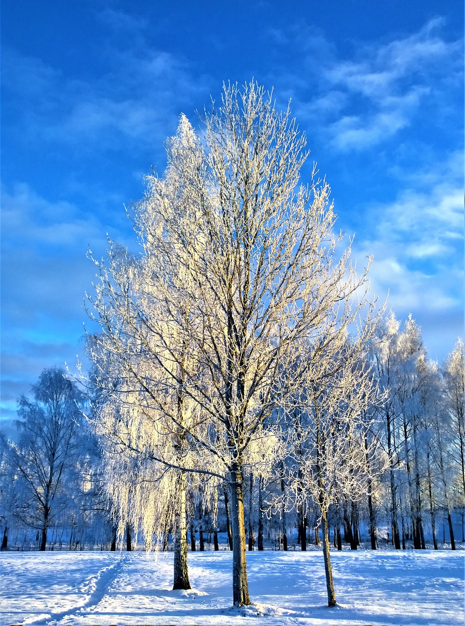 winter snow tree free photo