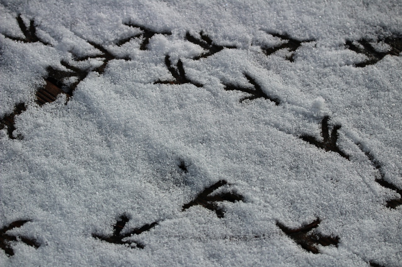 Птичьи следы на снегу