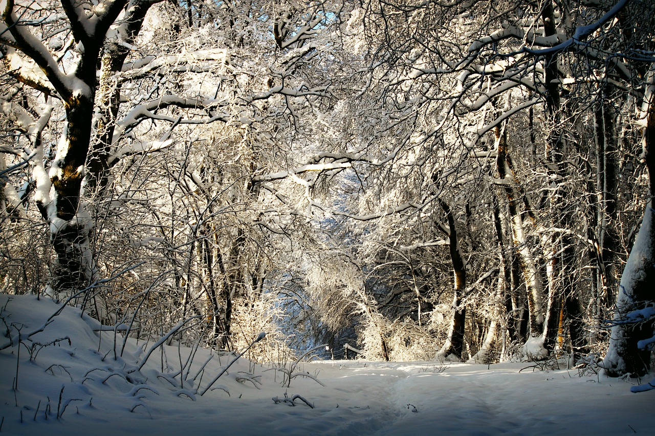 winter wintry snow free photo