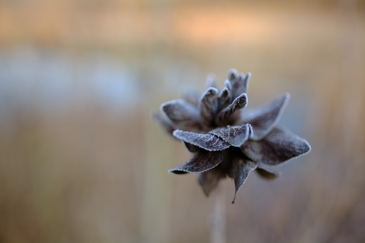 winter frost winter landscape free photo