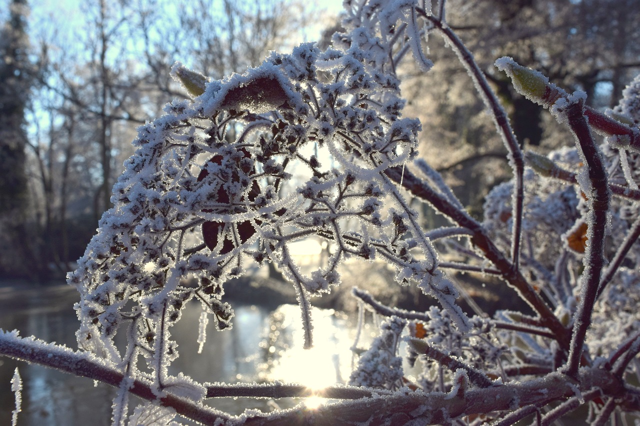 winter frost cold free photo