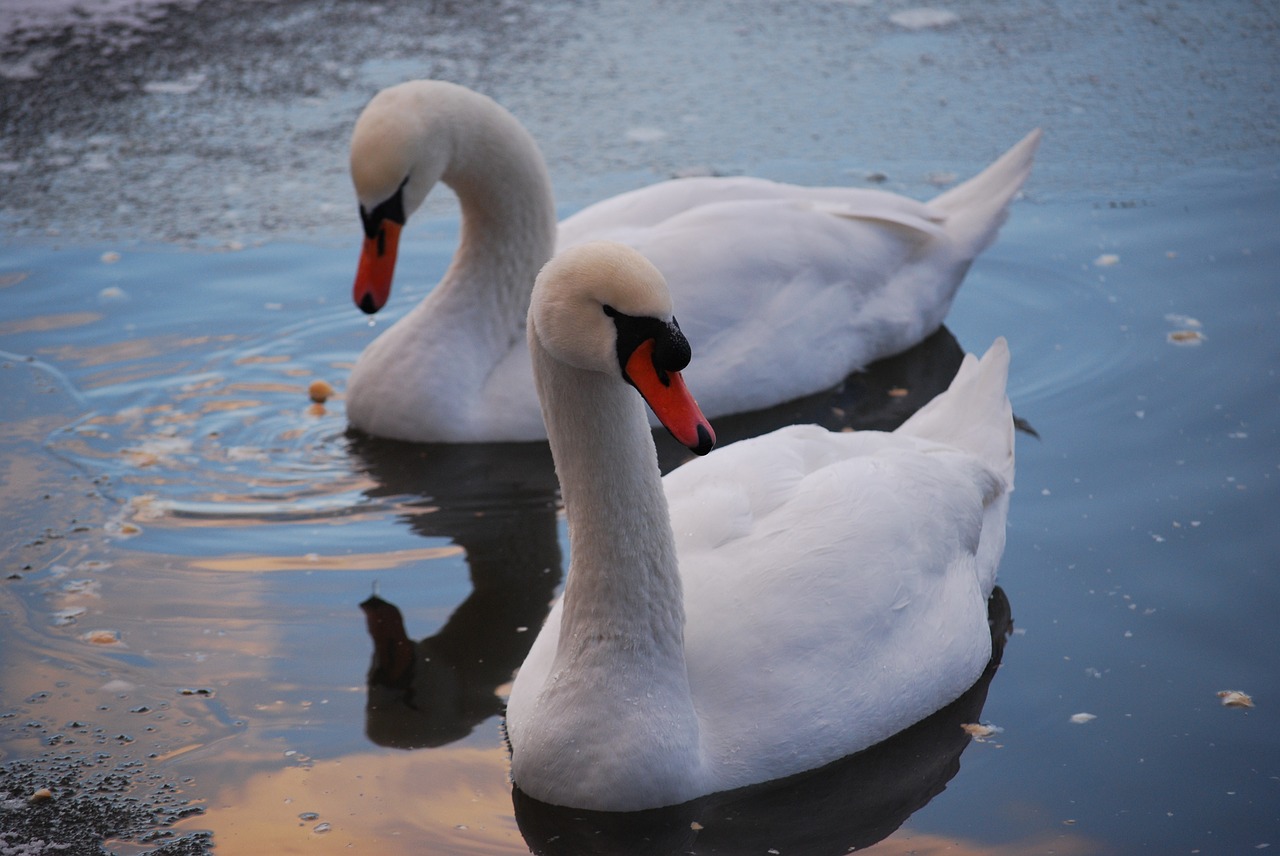 winter swans water free photo