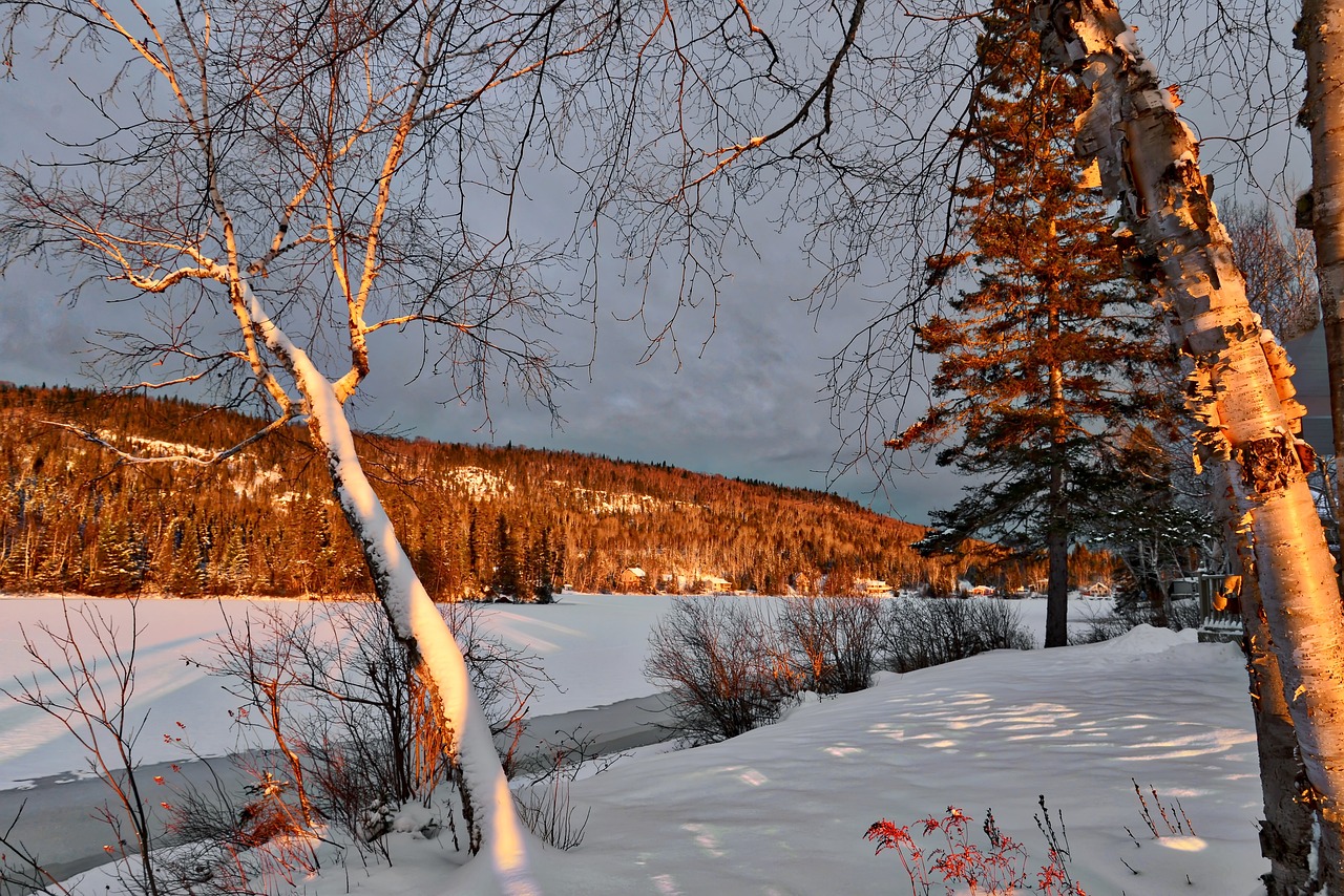 winter snow tree free photo