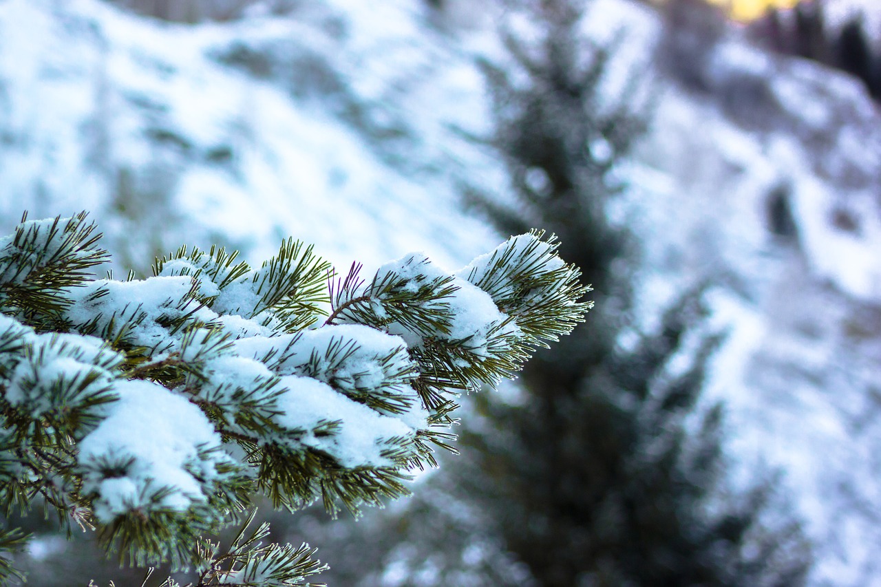 winter snow pine free photo