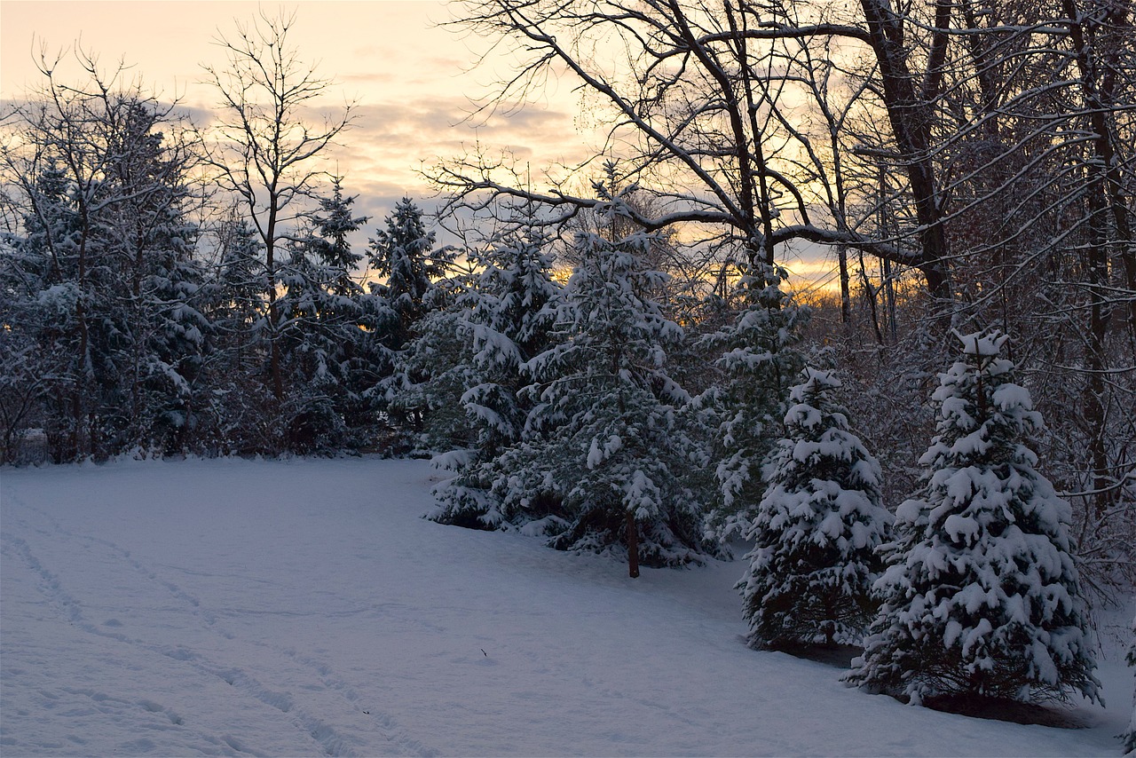 winter snow frost free photo