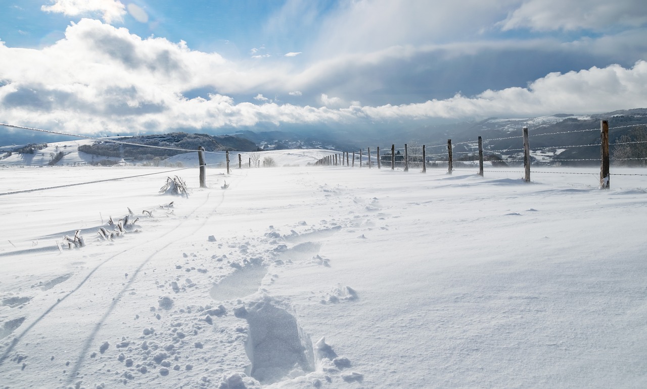 winter snow nature free photo