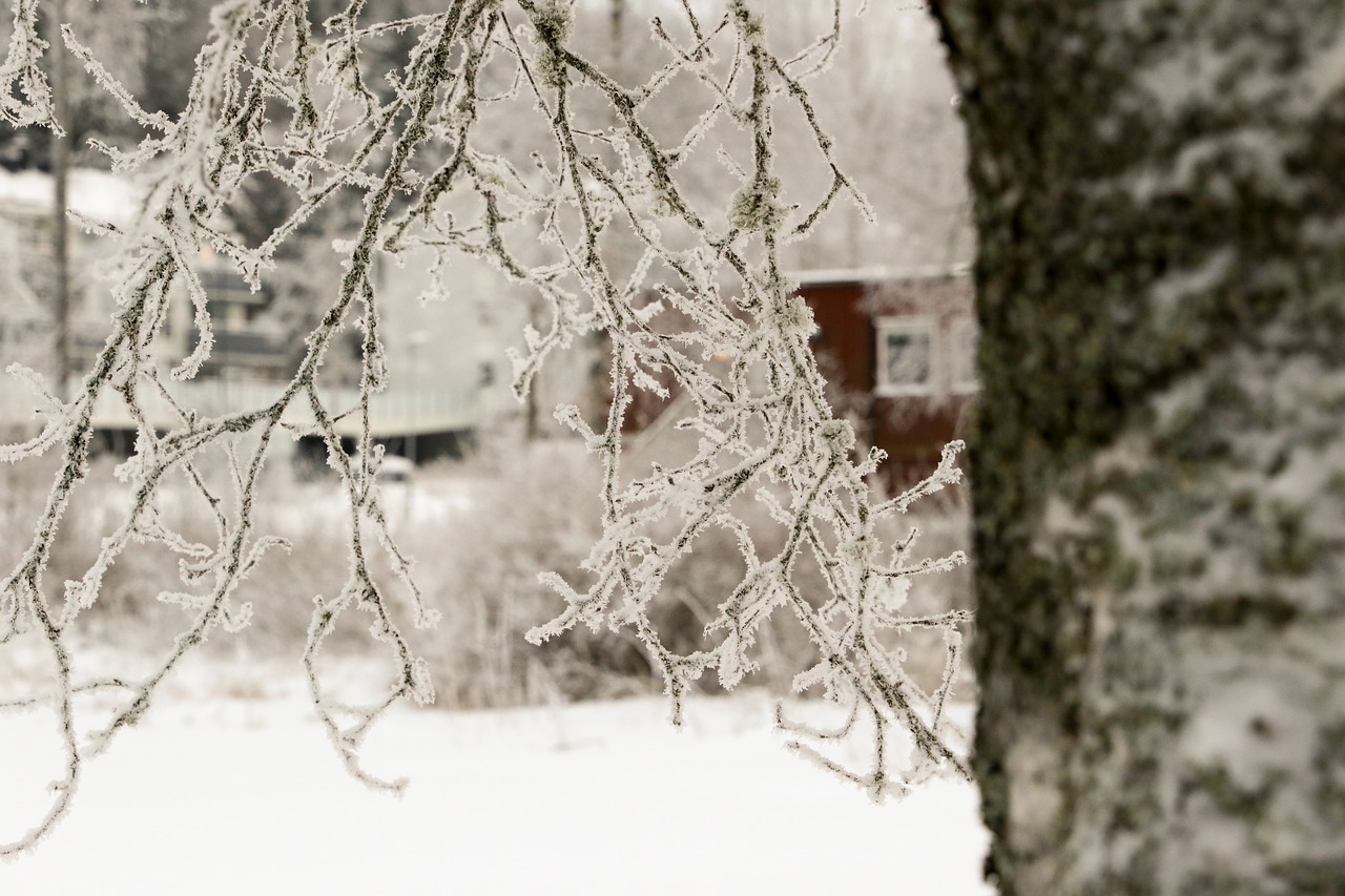 winter tree snow free photo