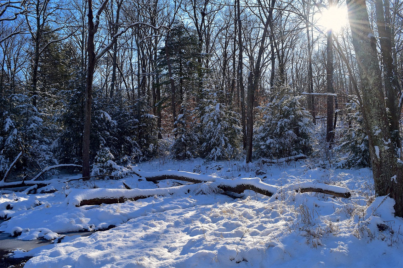 winter snow forest free photo