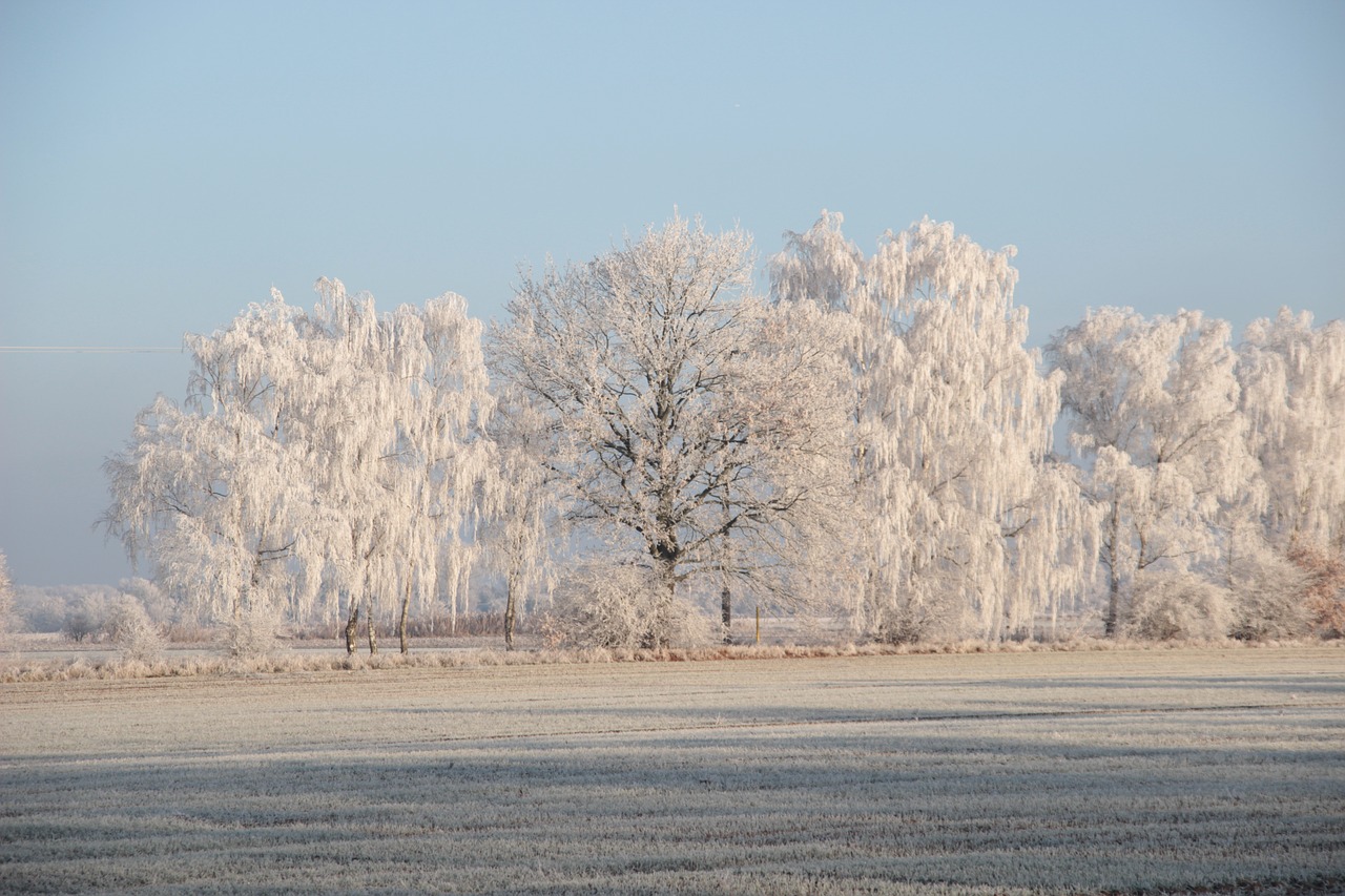 winter hoarfrost cold free photo