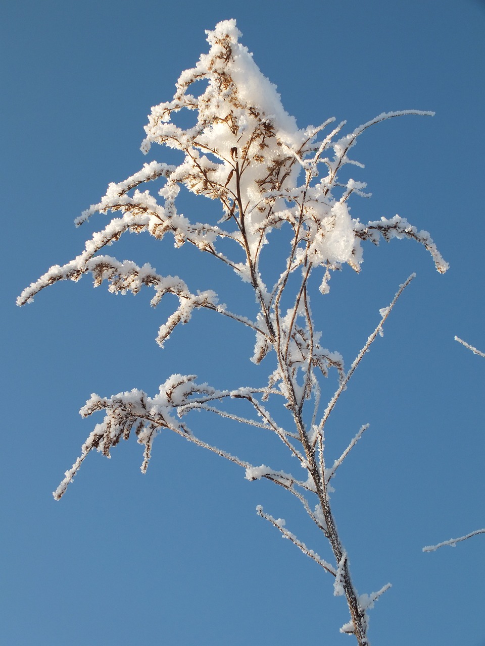 winter snow ice free photo