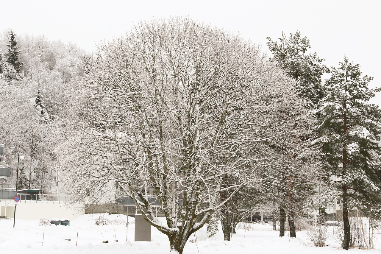 winter snow frost free photo