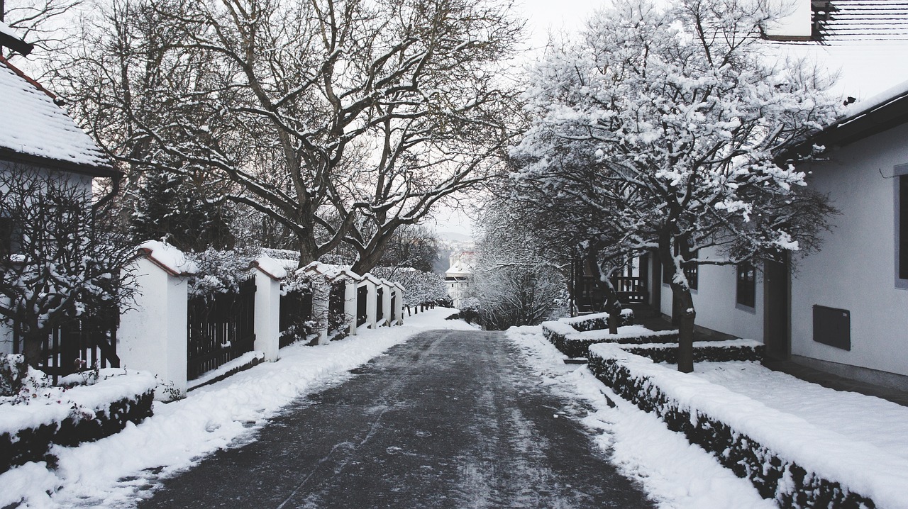 winter snow tree free photo