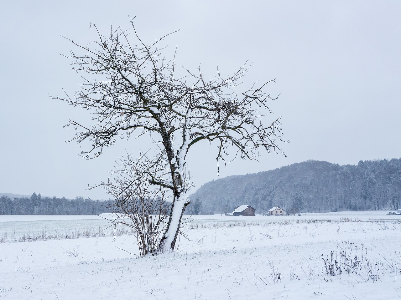 winter snow snow landscape free photo