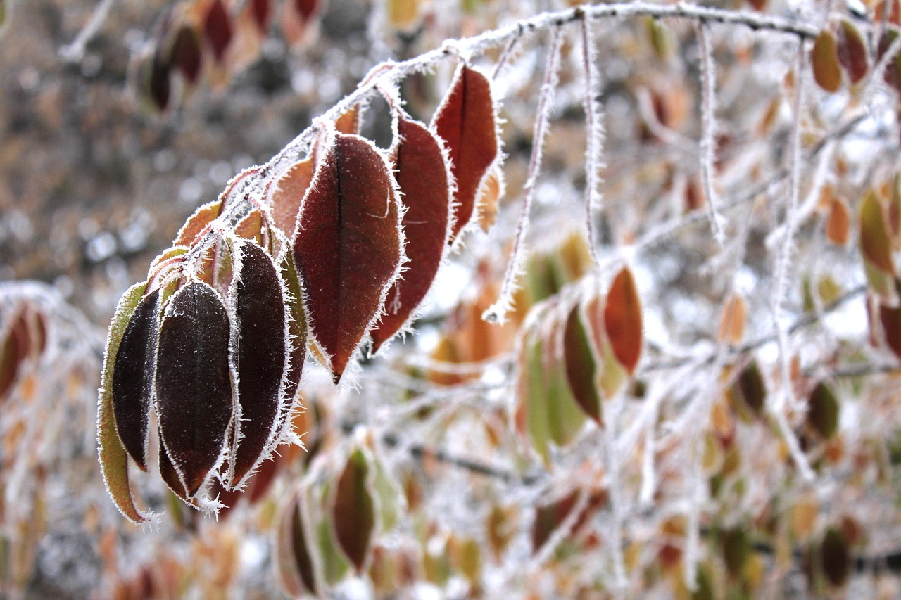 winter leaves branch free photo