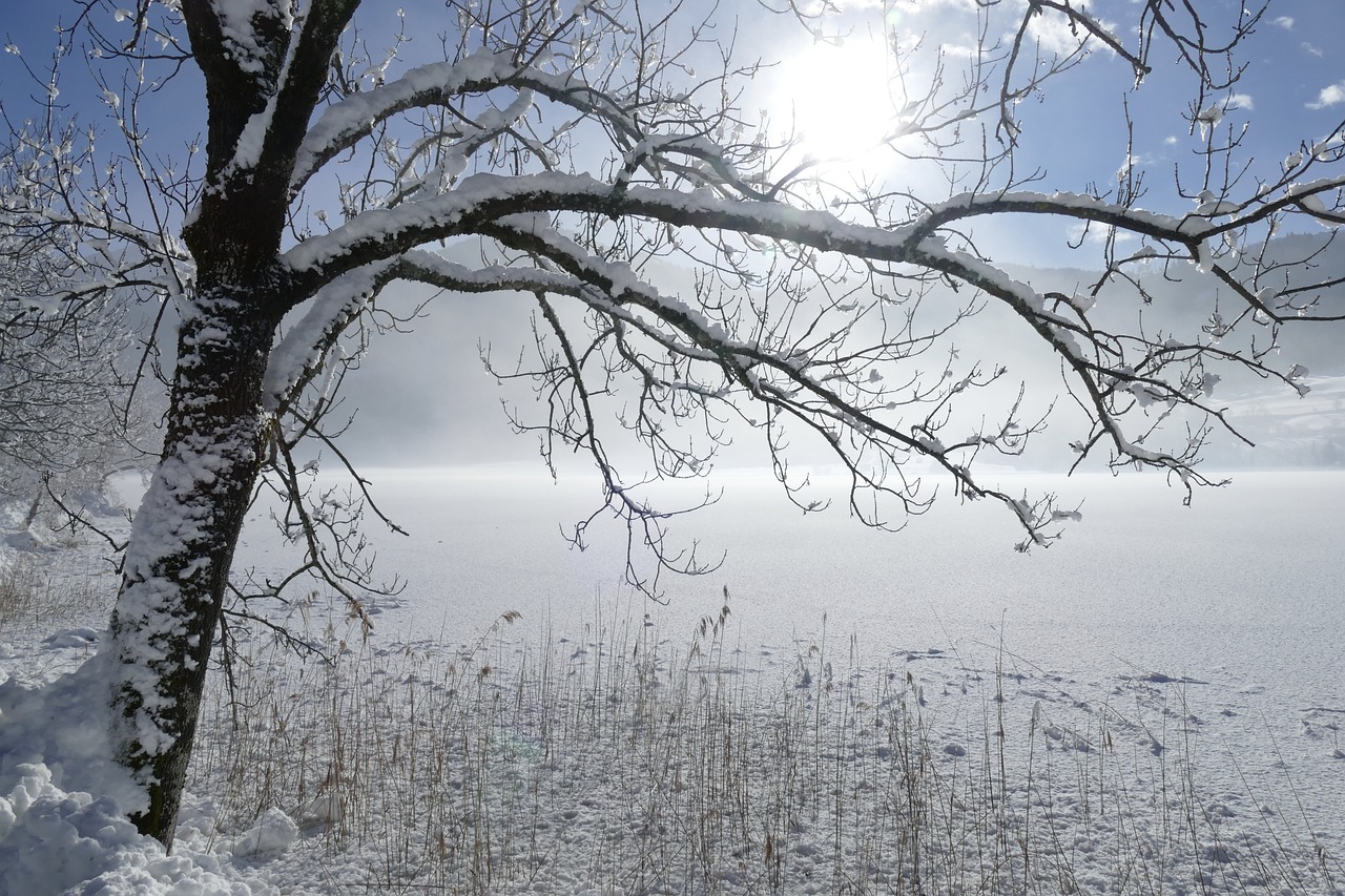 winter tree snow free photo