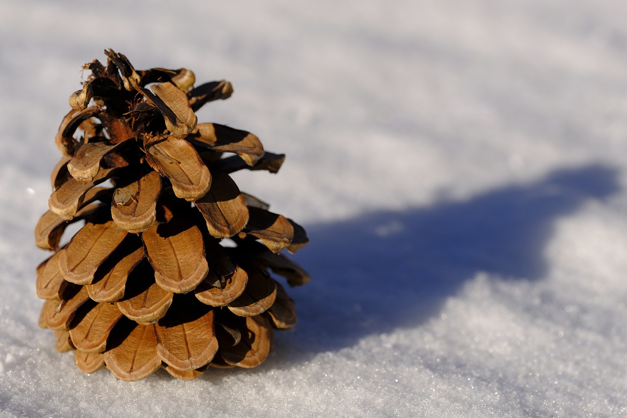 winter snow pine cones free photo